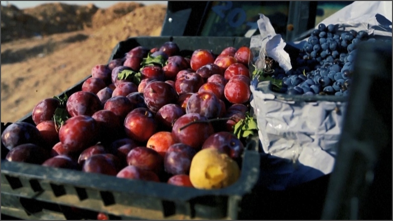 پەتای کۆرۆنا خێر و بەرەکەت بووە بۆ جووتیارانی عێراق